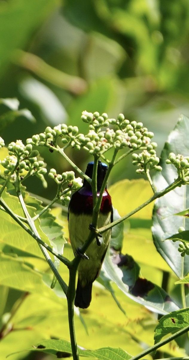 Crimson-backed Sunbird - ML645539789
