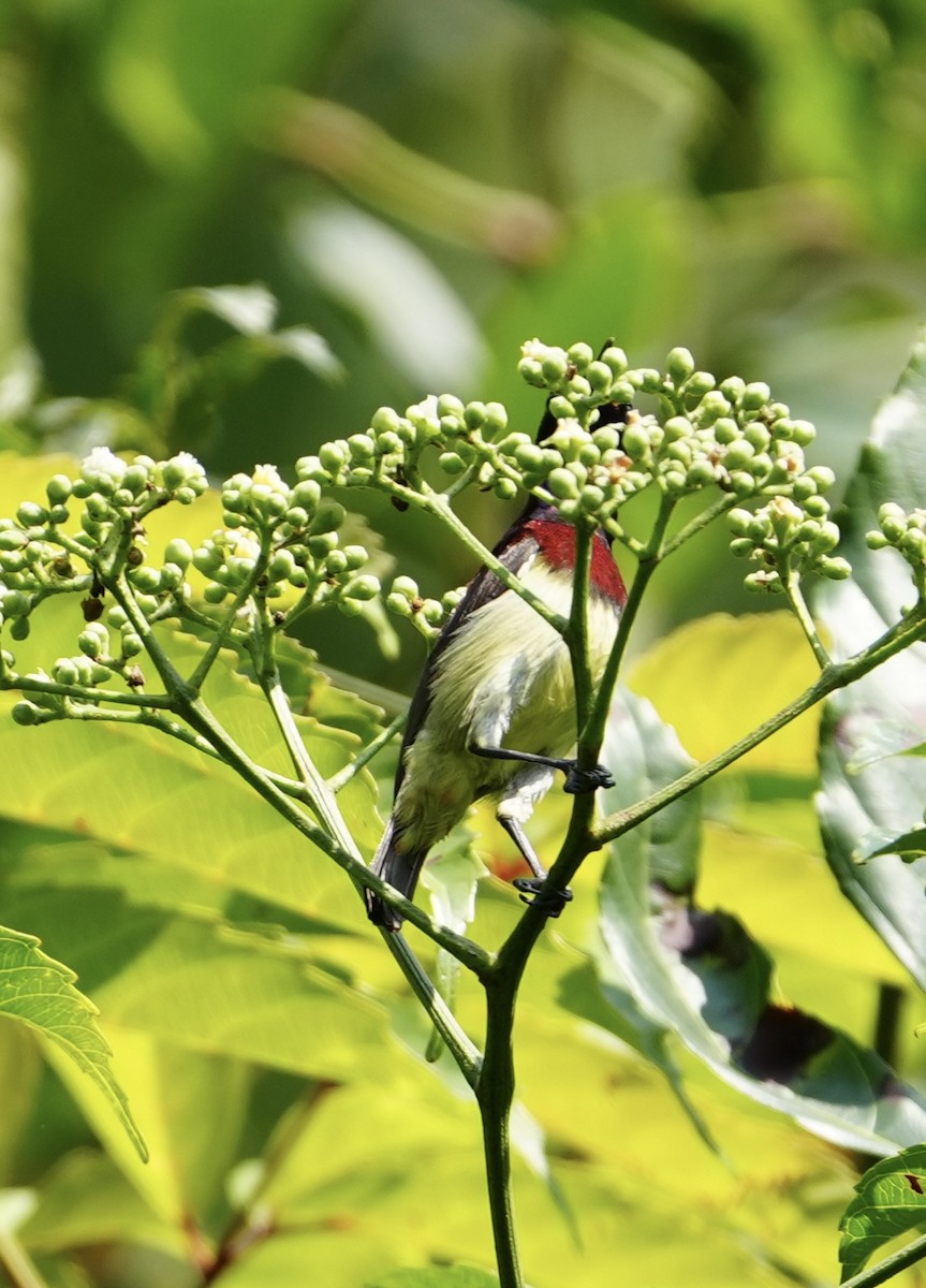 Crimson-backed Sunbird - ML645539790
