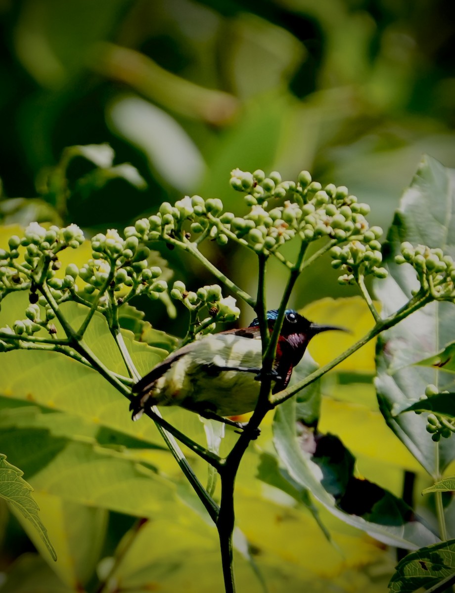 Crimson-backed Sunbird - ML645539791