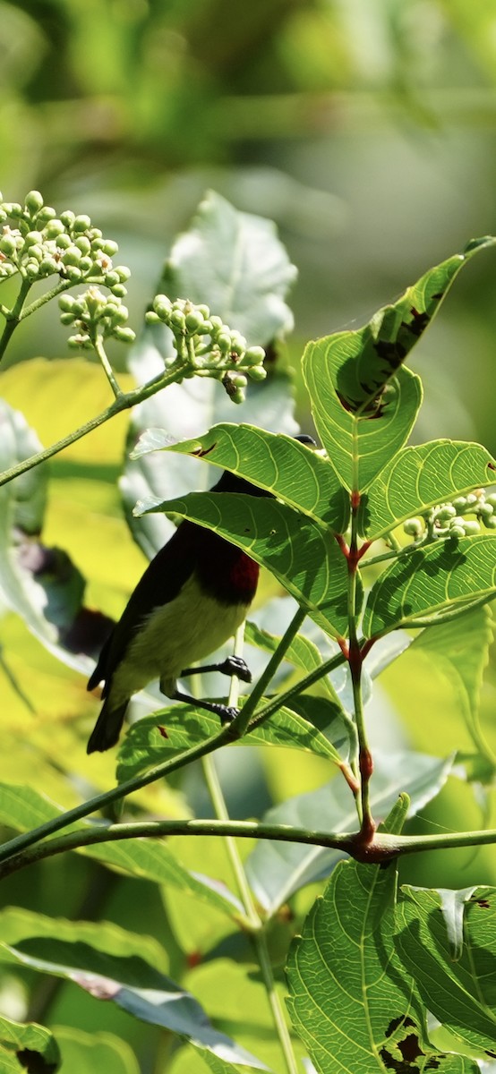 Crimson-backed Sunbird - ML645539792
