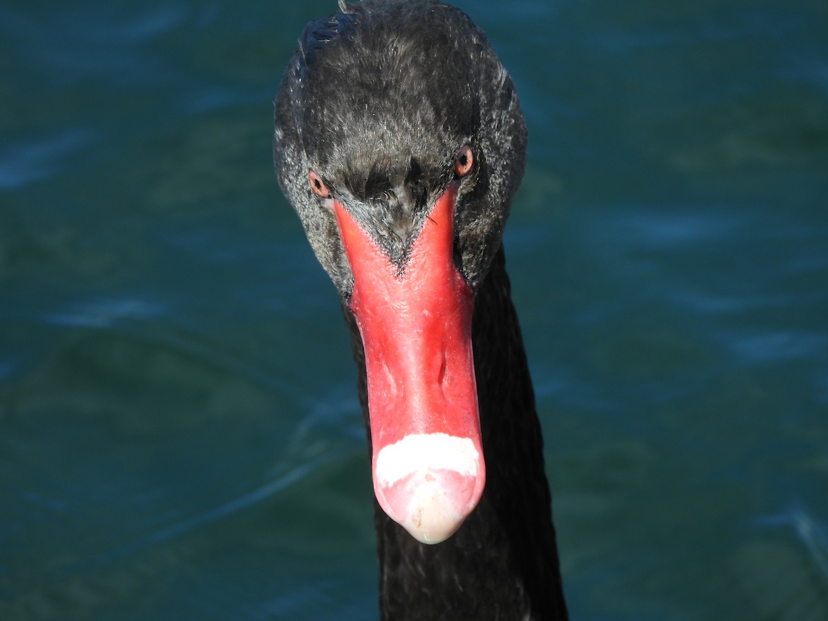 Black Swan - ML645539808