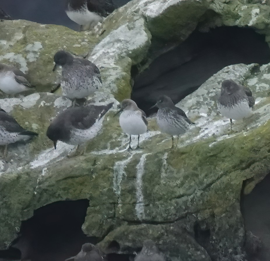 Rock Sandpiper - ML645539822