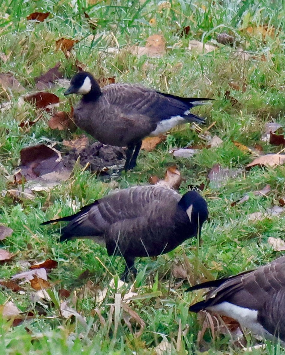 Cackling Goose (minima) - ML645539827