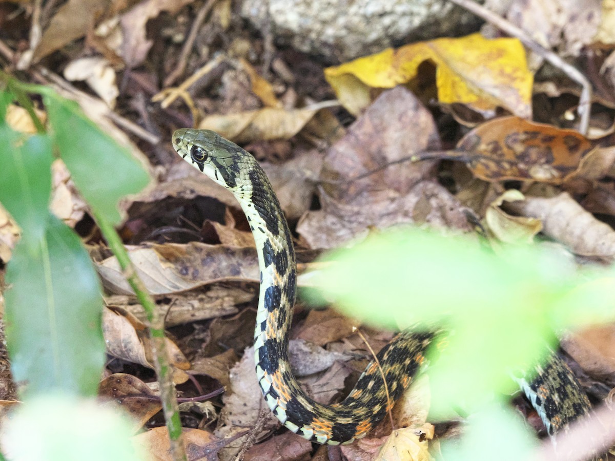 Tiger Keelback - ML645539842