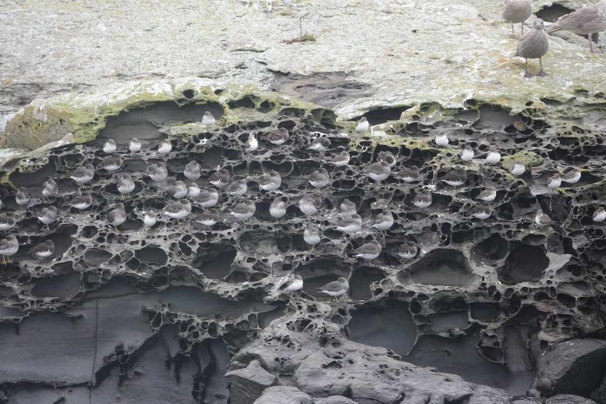 Rock Sandpiper - ML645539846