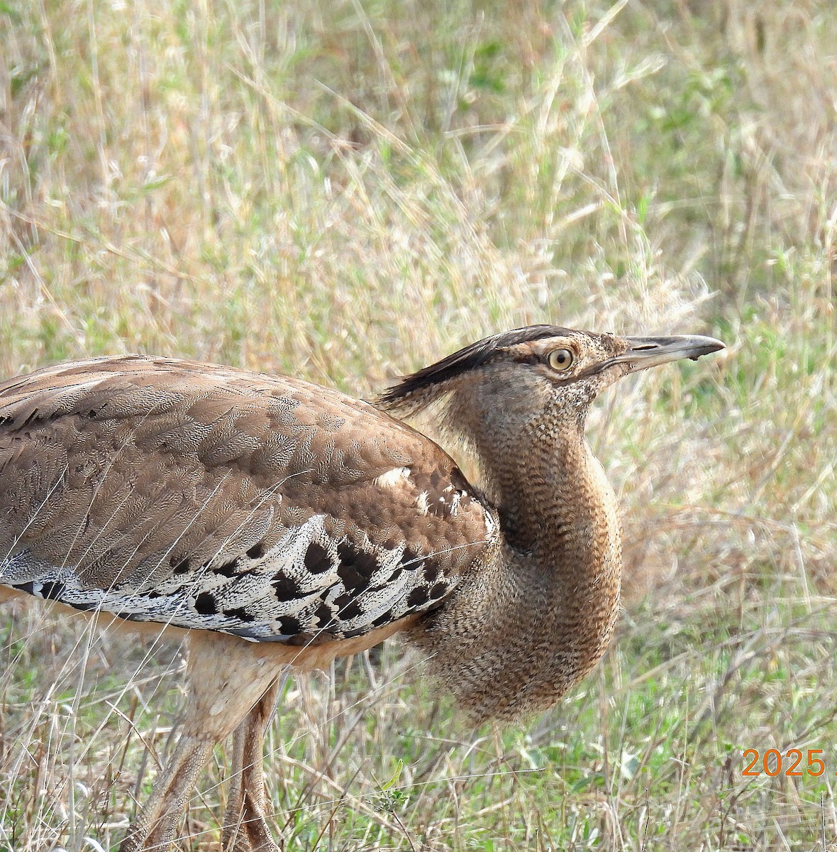 アフリカオオノガン - ML645539858