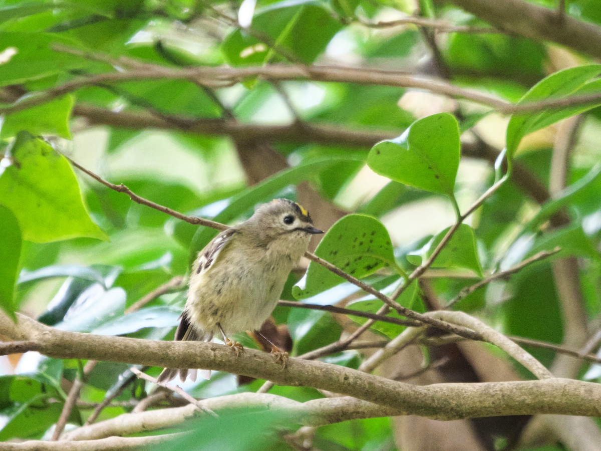 Goldcrest - ML645539859