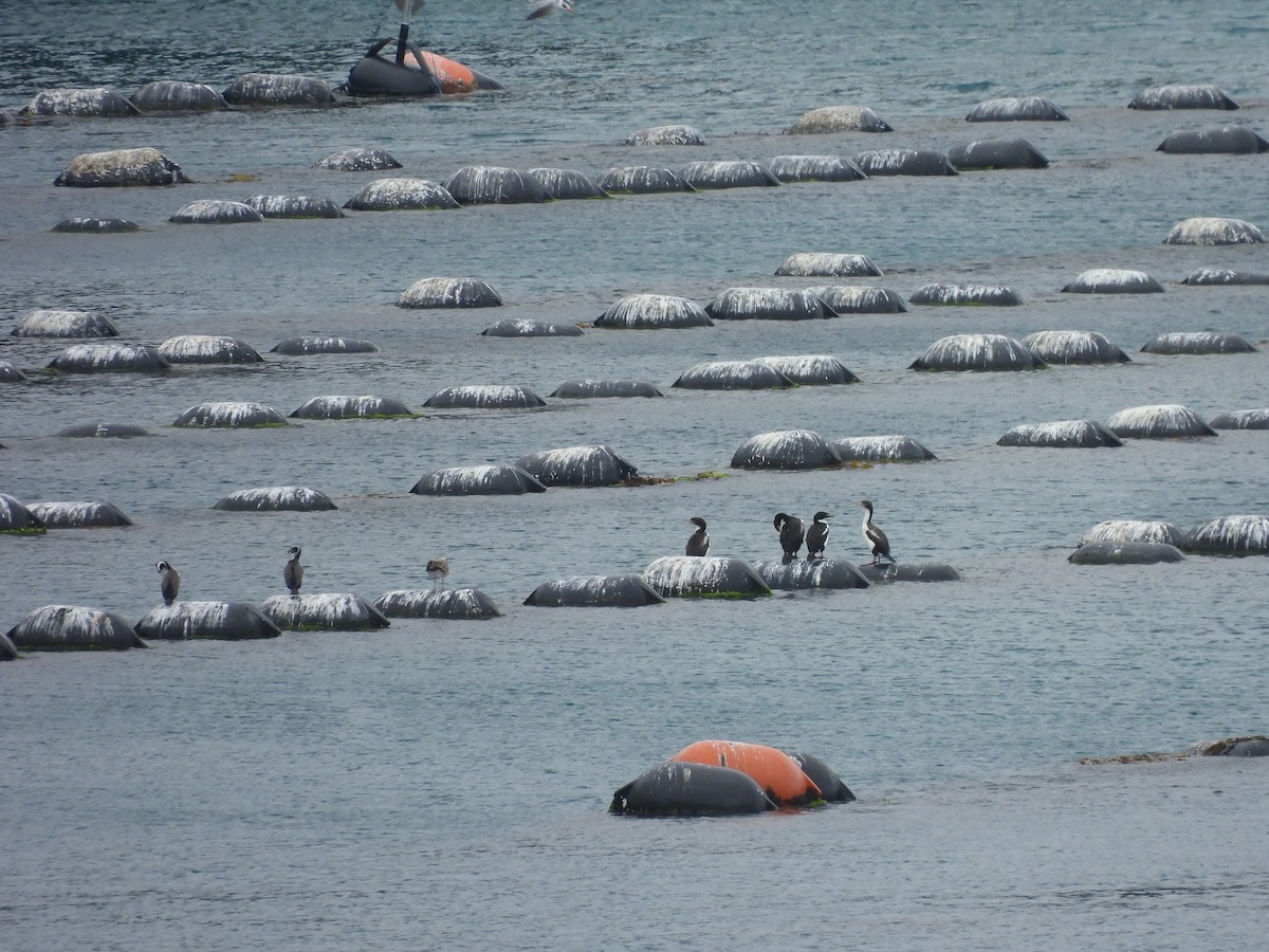 Warzenscharbe - ML645539864