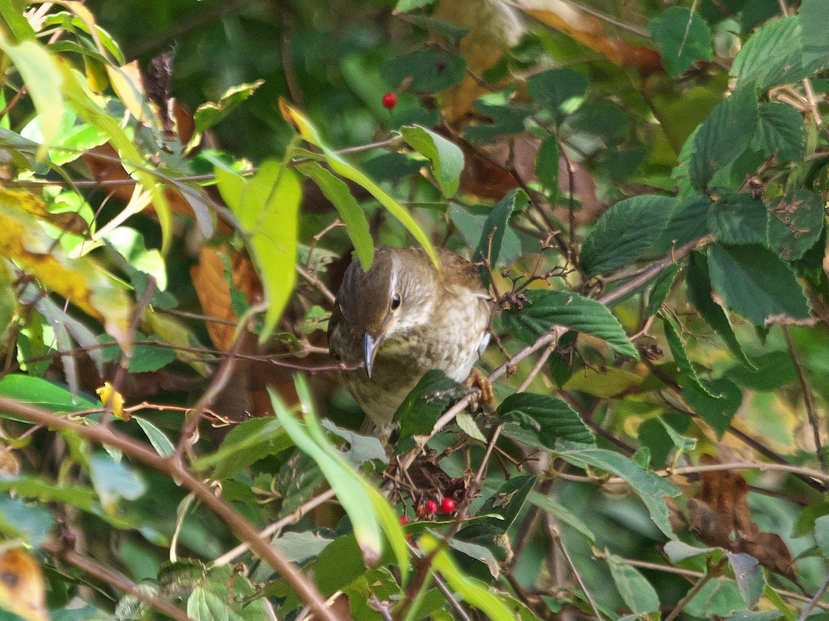 Pale Thrush - ML645539865