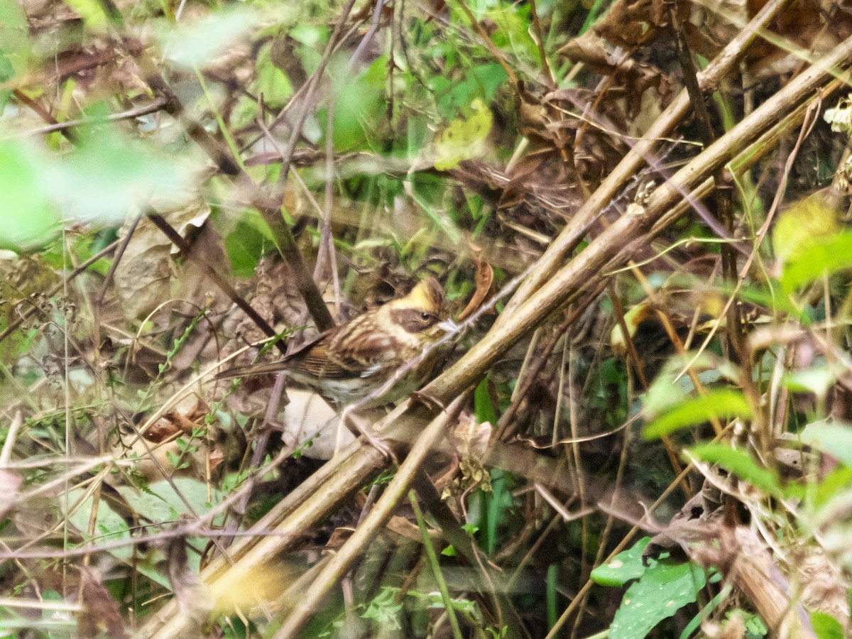 Yellow-throated Bunting - ML645539869