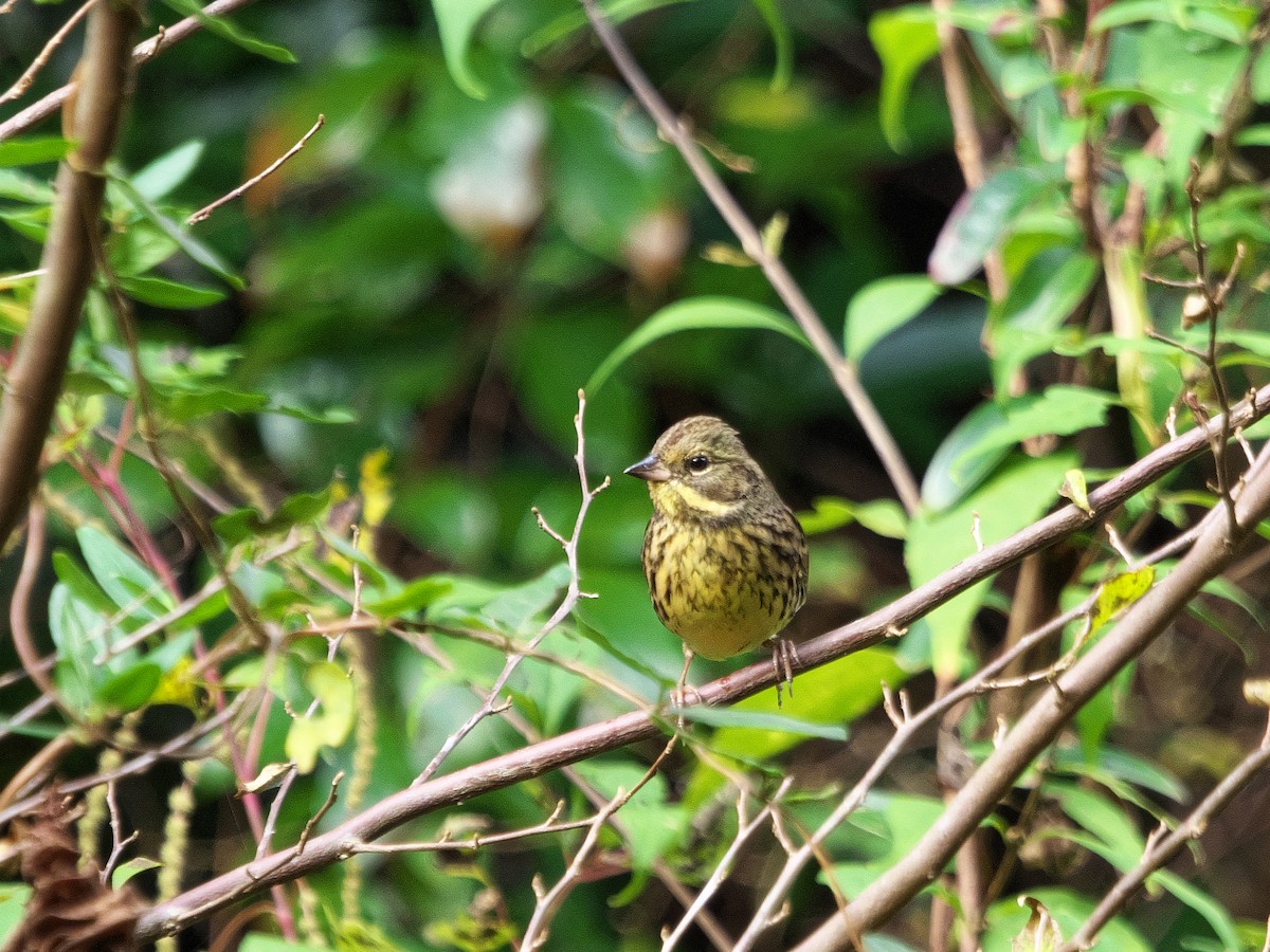 Masked Bunting - ML645539875