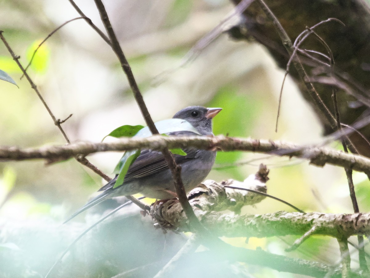 Gray Bunting - ML645539878