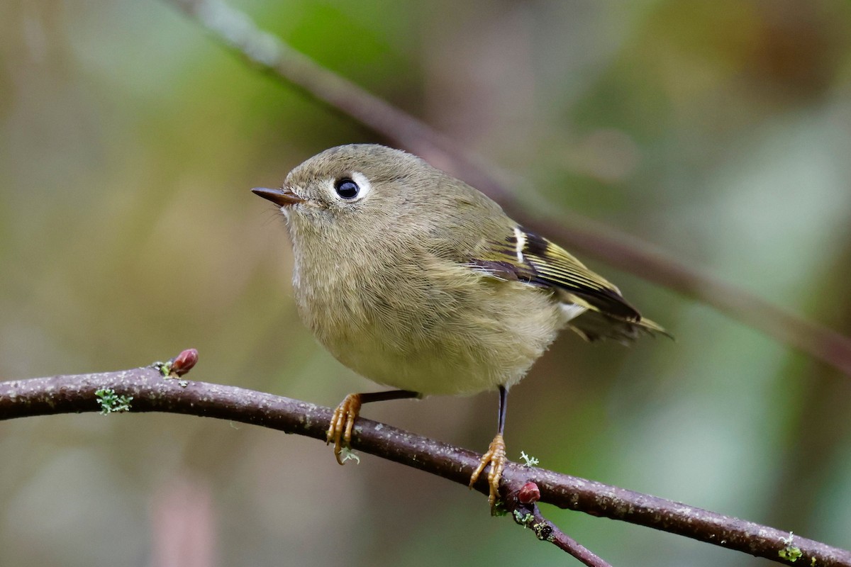 Rubingoldhähnchen - ML645539882