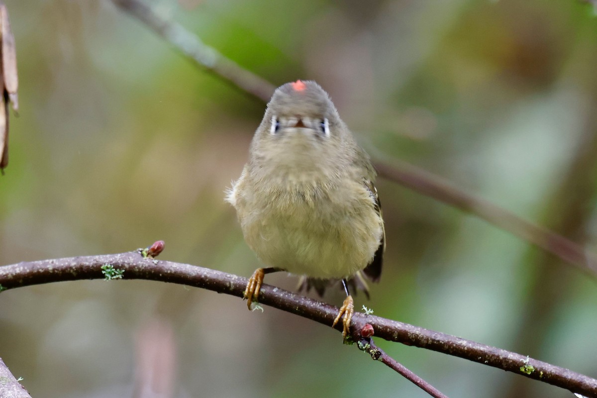 Rubingoldhähnchen - ML645539883