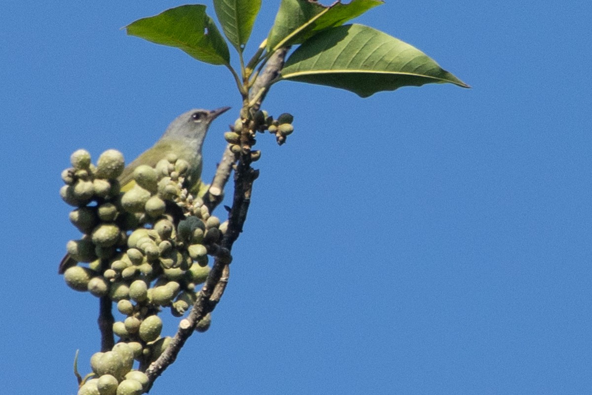 Javan Heleia - ML645539884