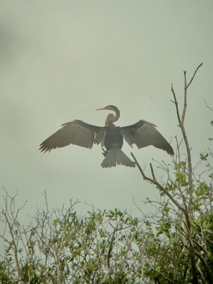 Oriental Darter - ML645539898
