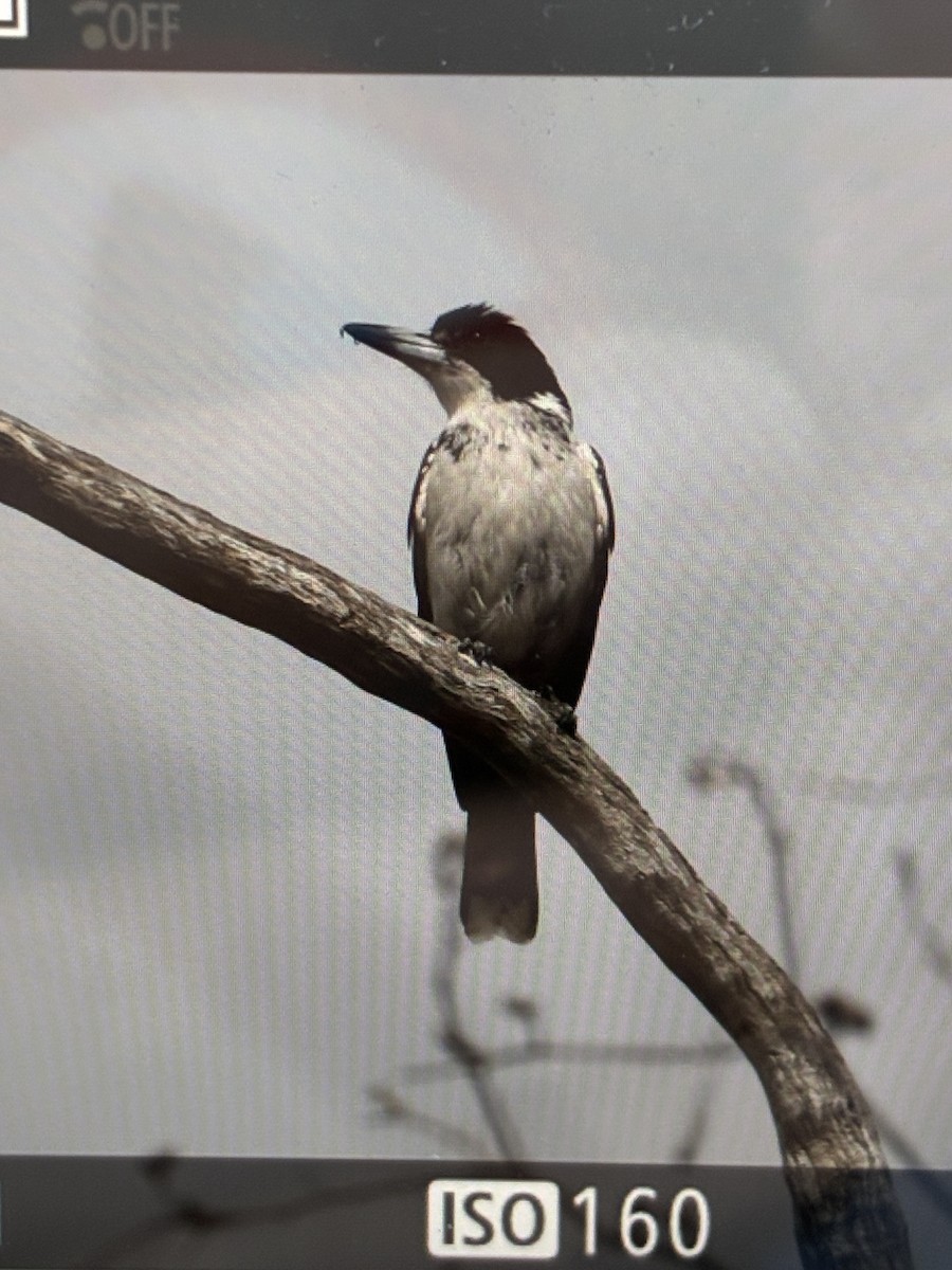 Gray Butcherbird - ML645539912