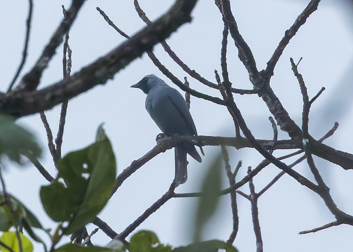 Boyer's Cuckooshrike - ML645539913