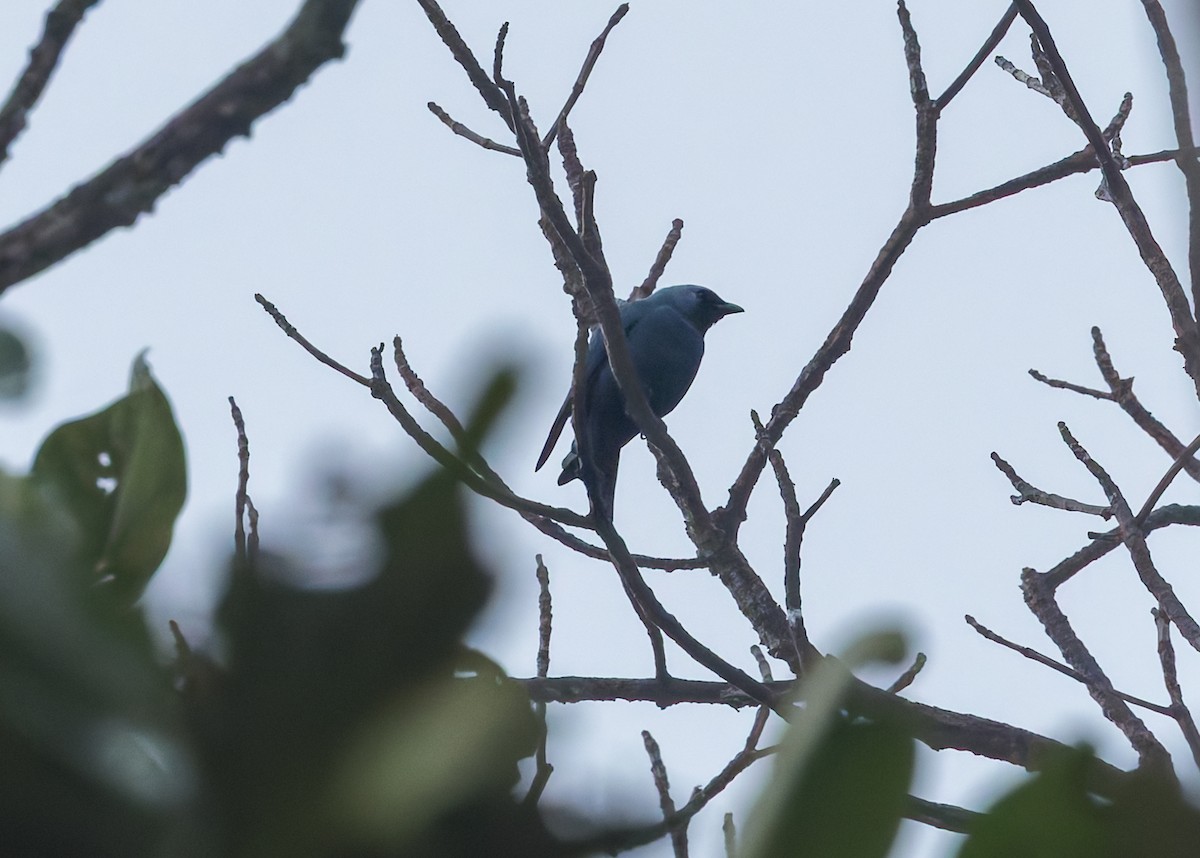 Boyer's Cuckooshrike - ML645539914