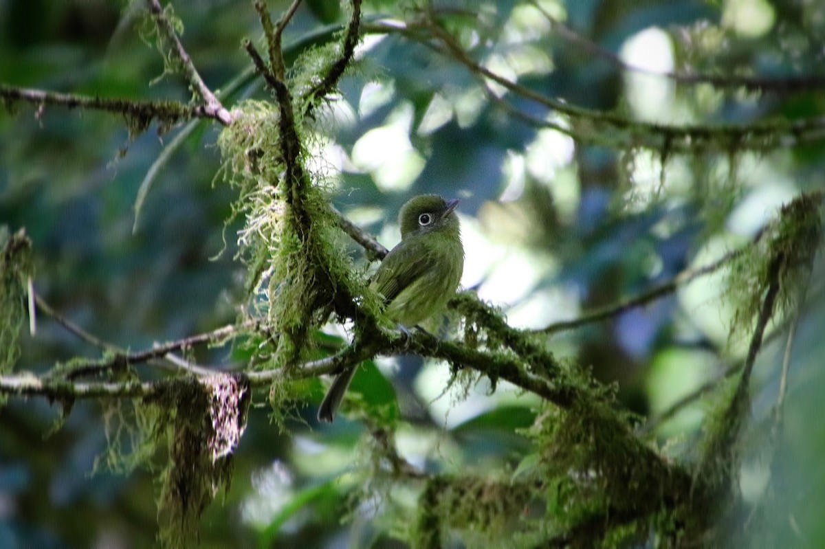 Eye-ringed Flatbill - ML645539915