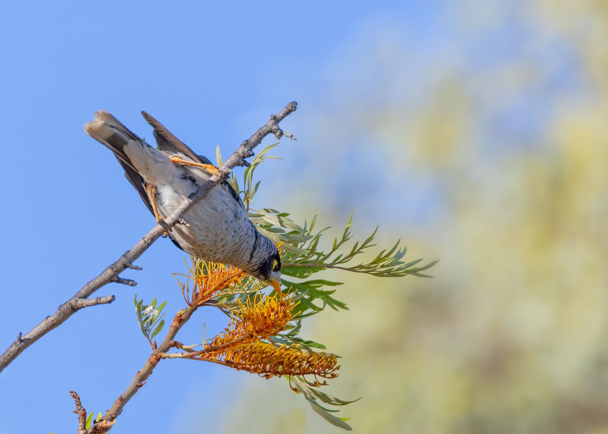 Noisy Miner - ML645539916