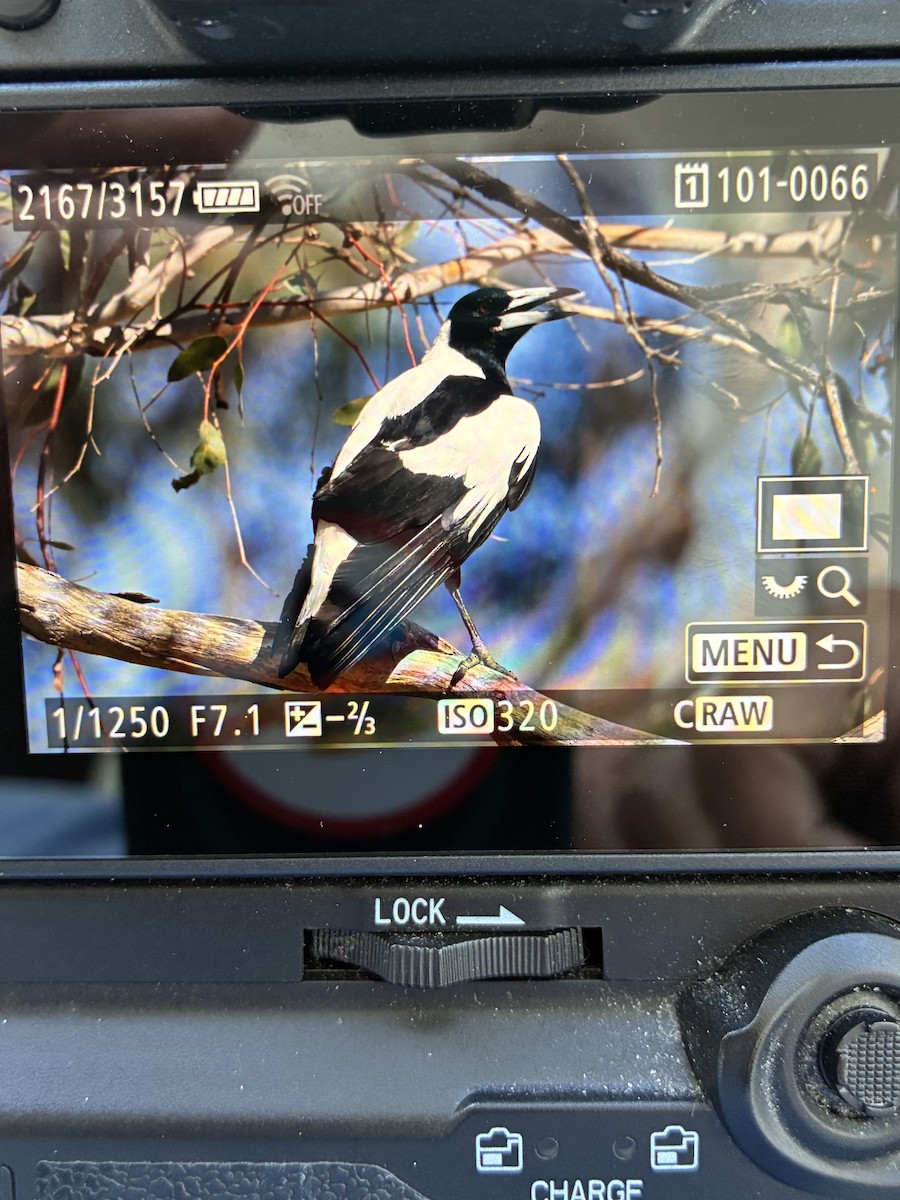 Australian Magpie - ML645539917