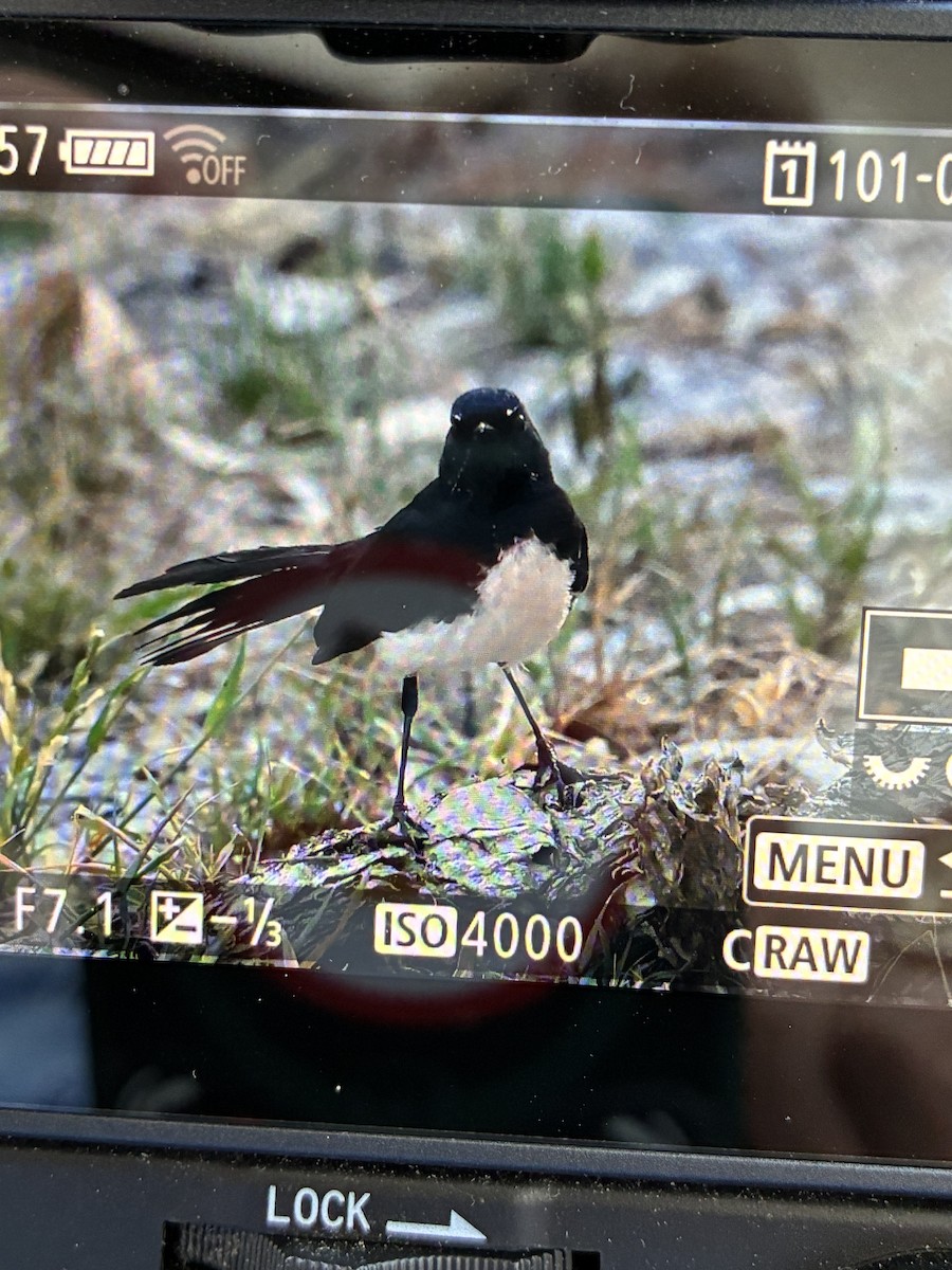 Willie-wagtail - ML645539918