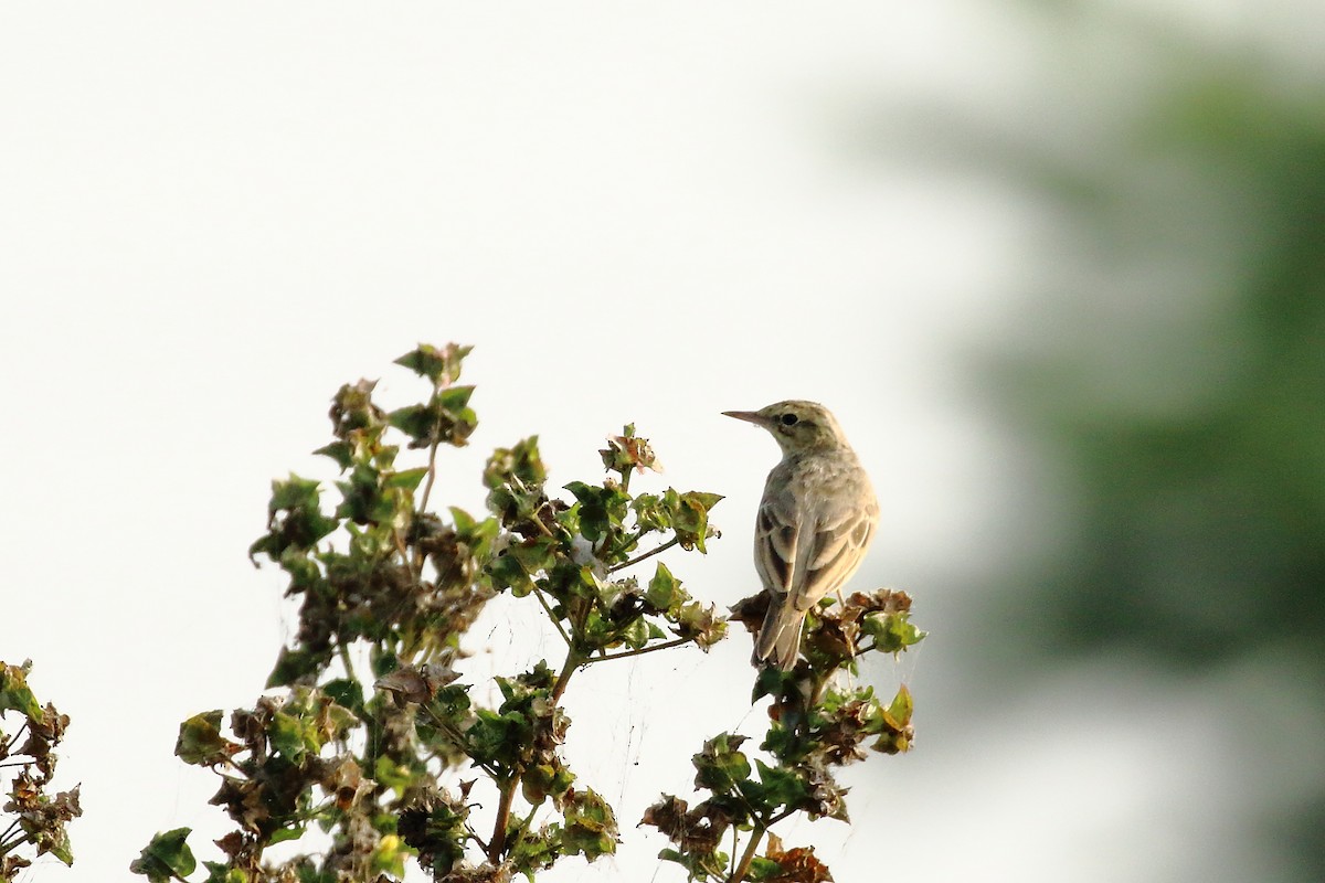Long-billed Pipit - ML645539919
