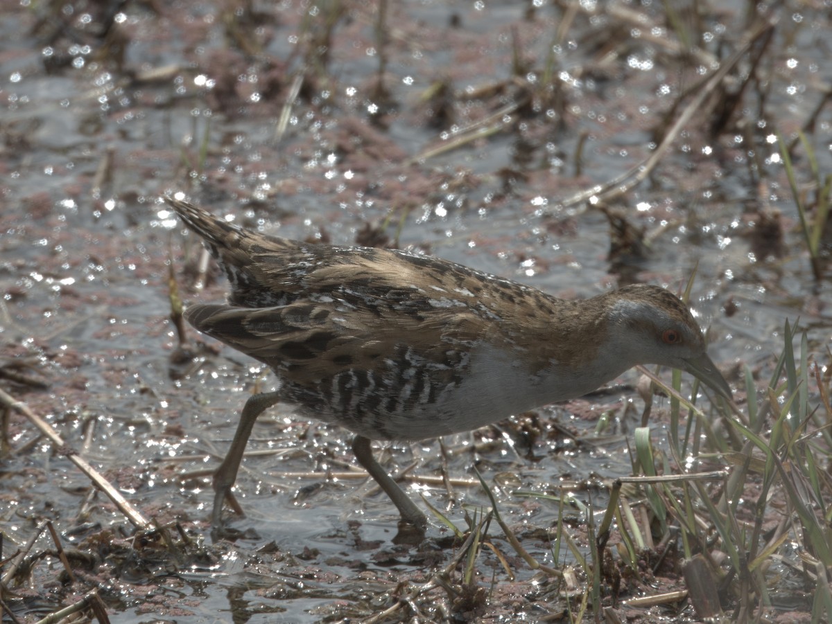 小秧雞 - ML645539921