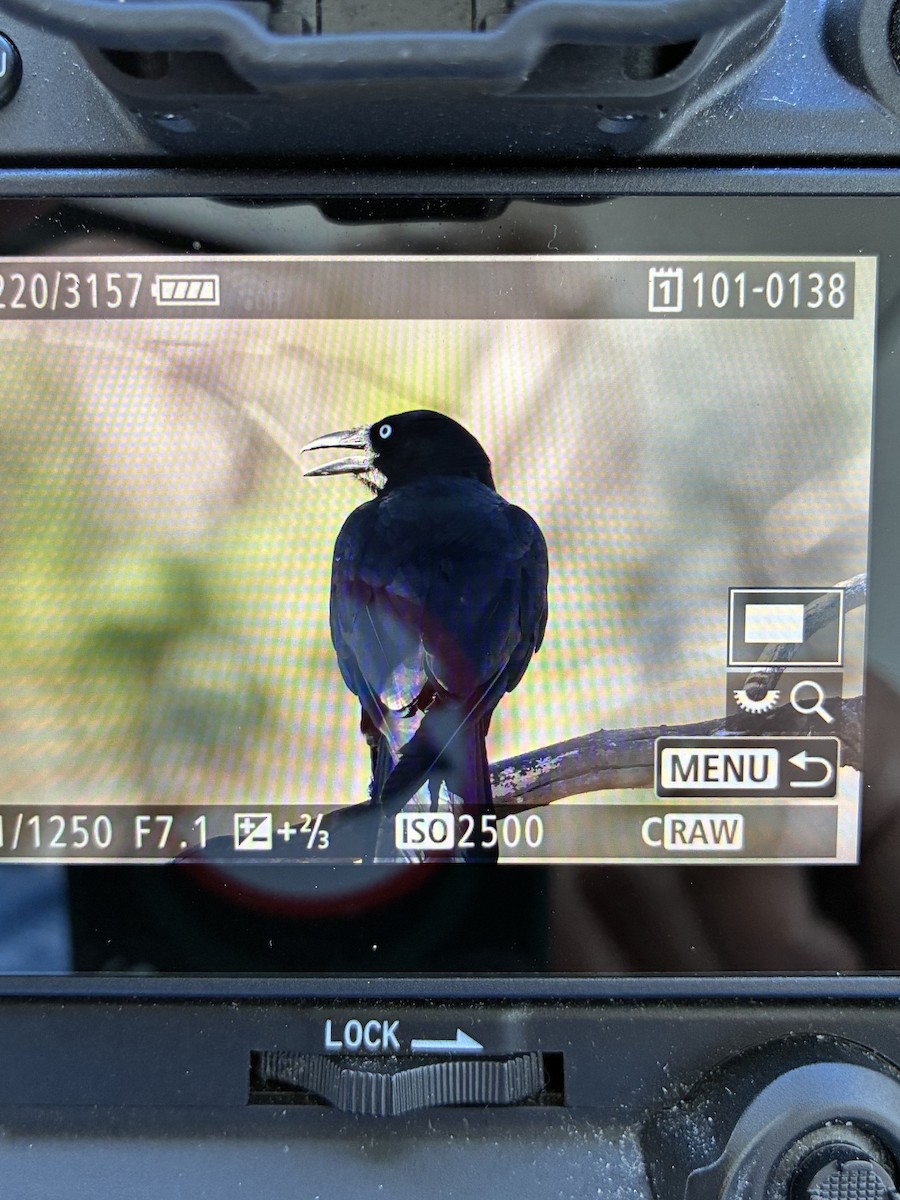 Australian Raven - ML645539922