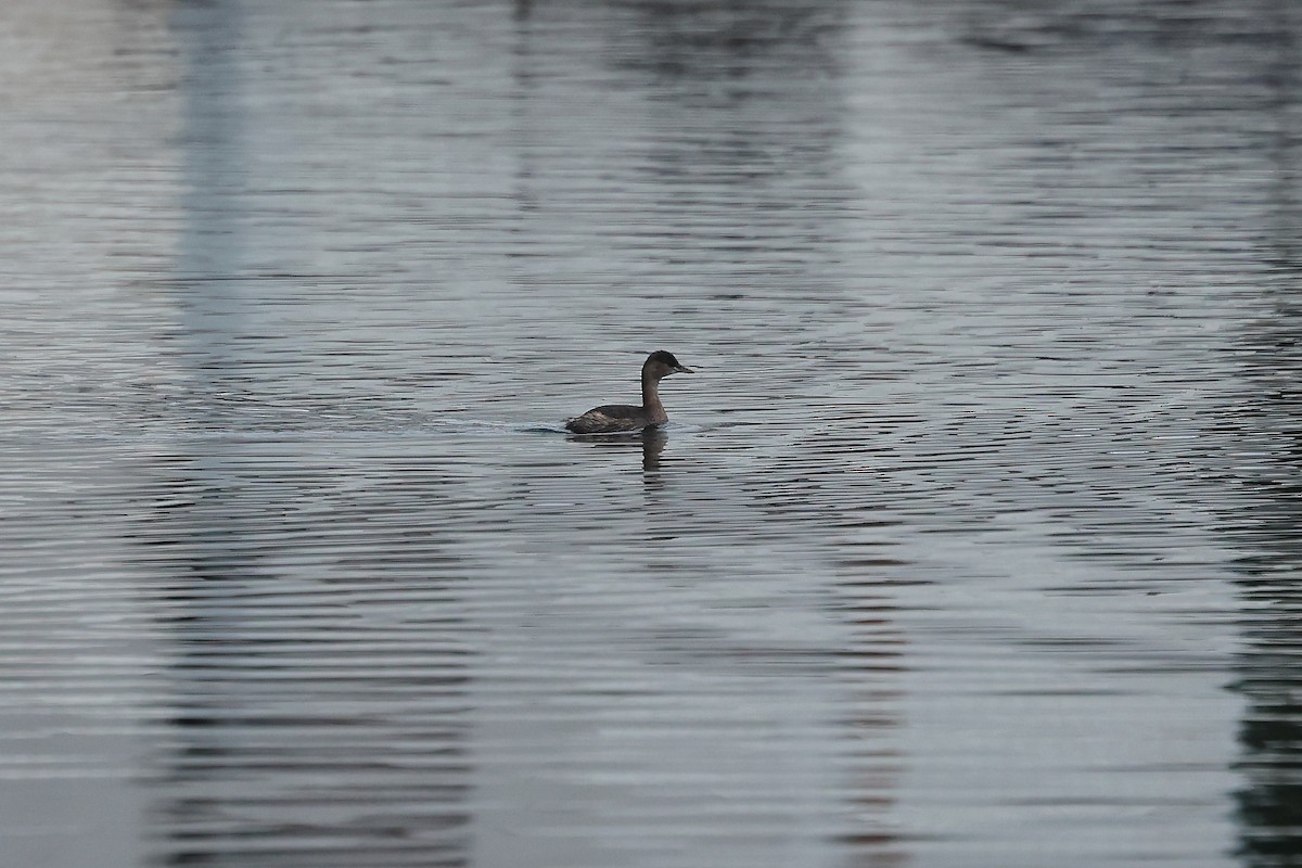 小鸊鷉 - ML645539924