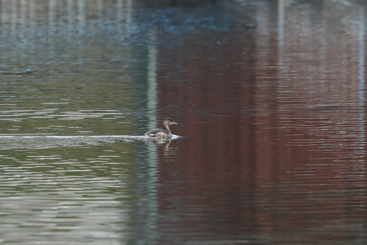 小鸊鷉 - ML645539925