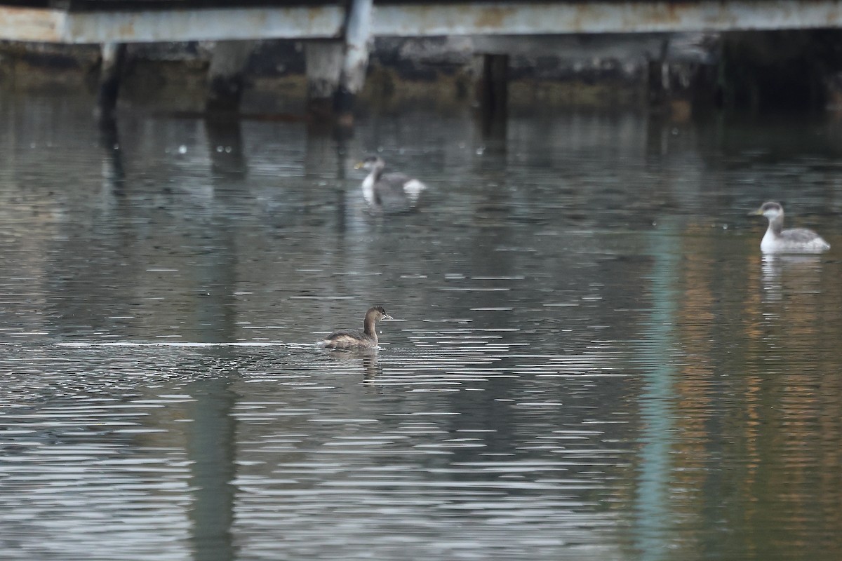 小鸊鷉 - ML645539926