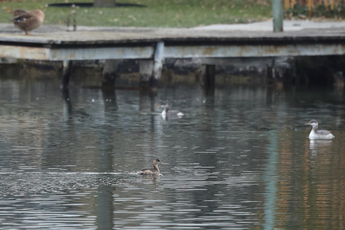 小鸊鷉 - ML645539927