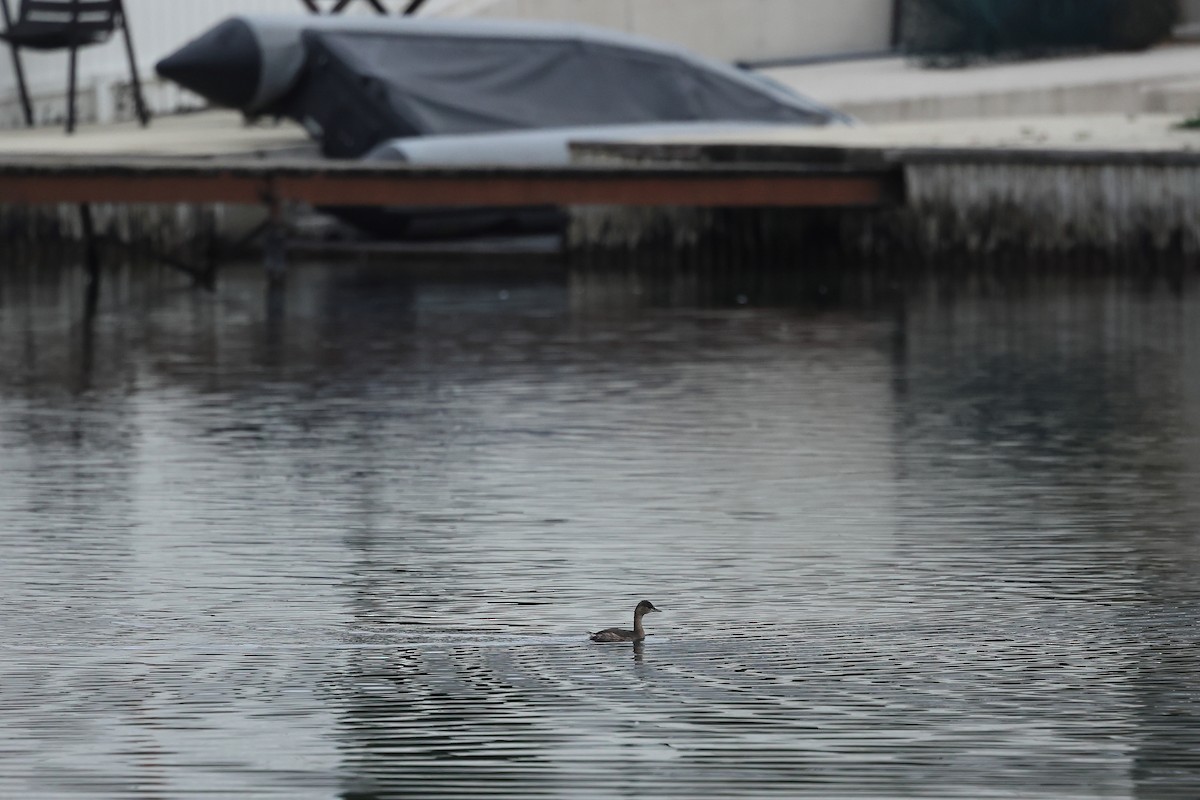 小鸊鷉 - ML645539928