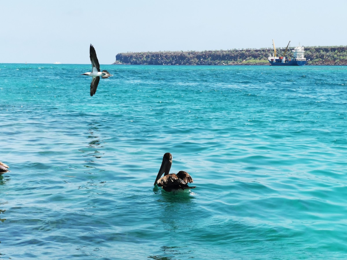 Brown Pelican - ML645539929