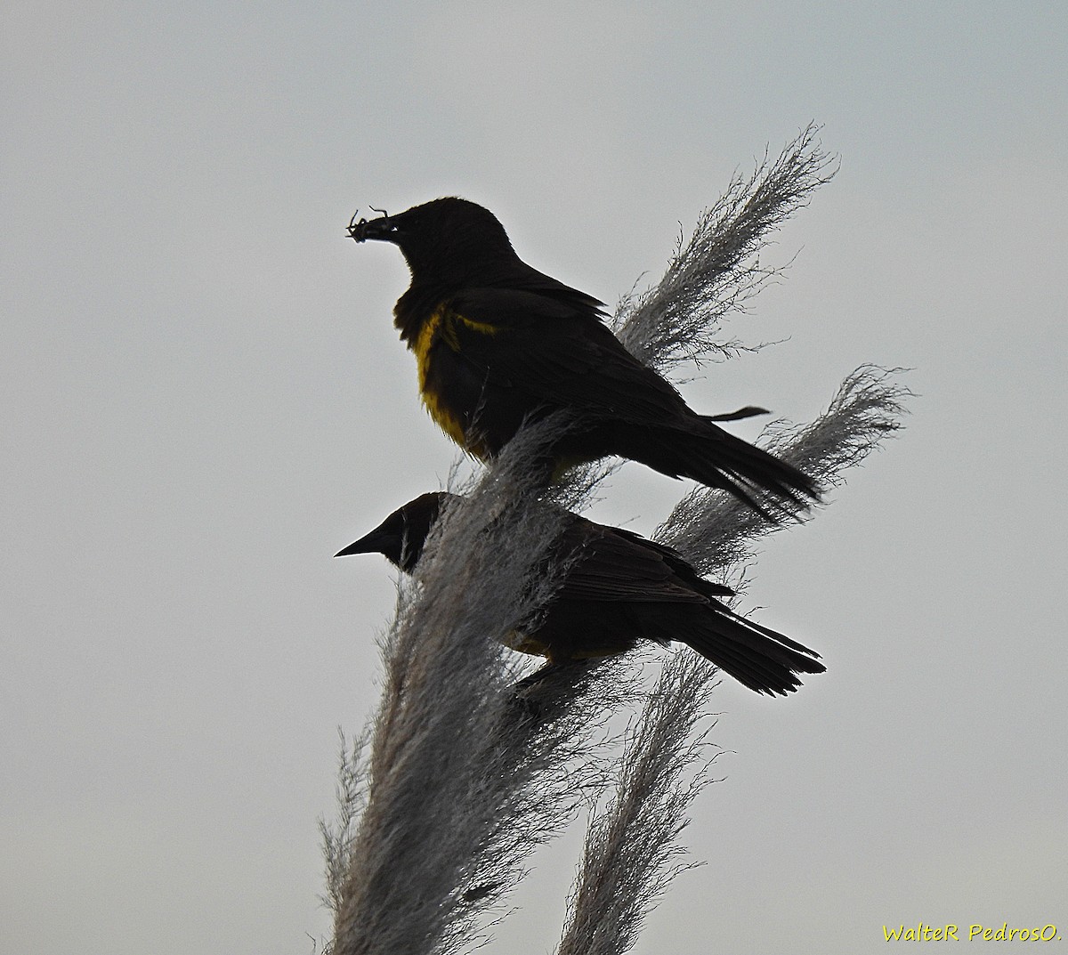 Brown-and-yellow Marshbird - ML645539930