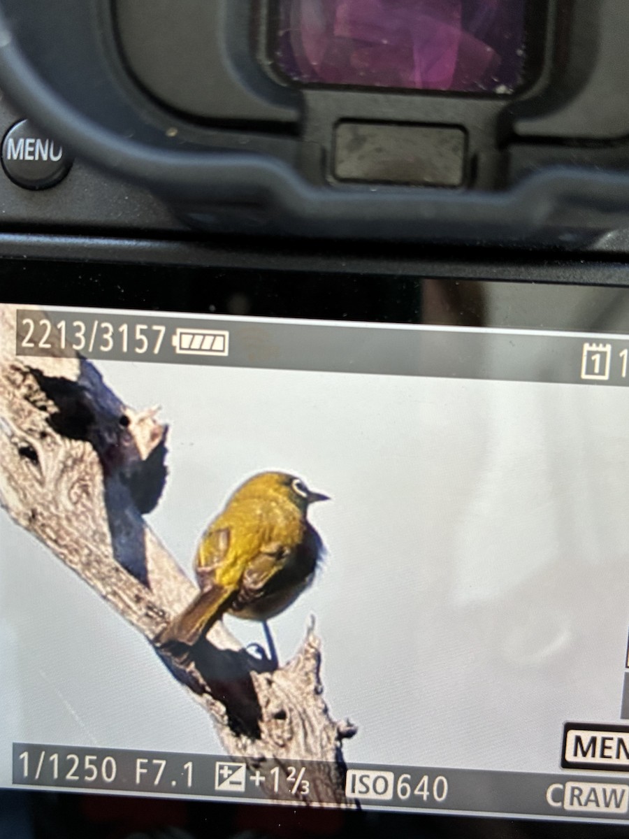 Silvereye - ML645539931