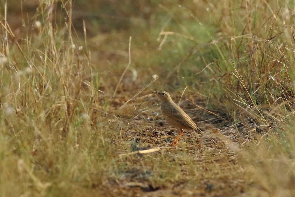 Long-billed Pipit - ML645539937