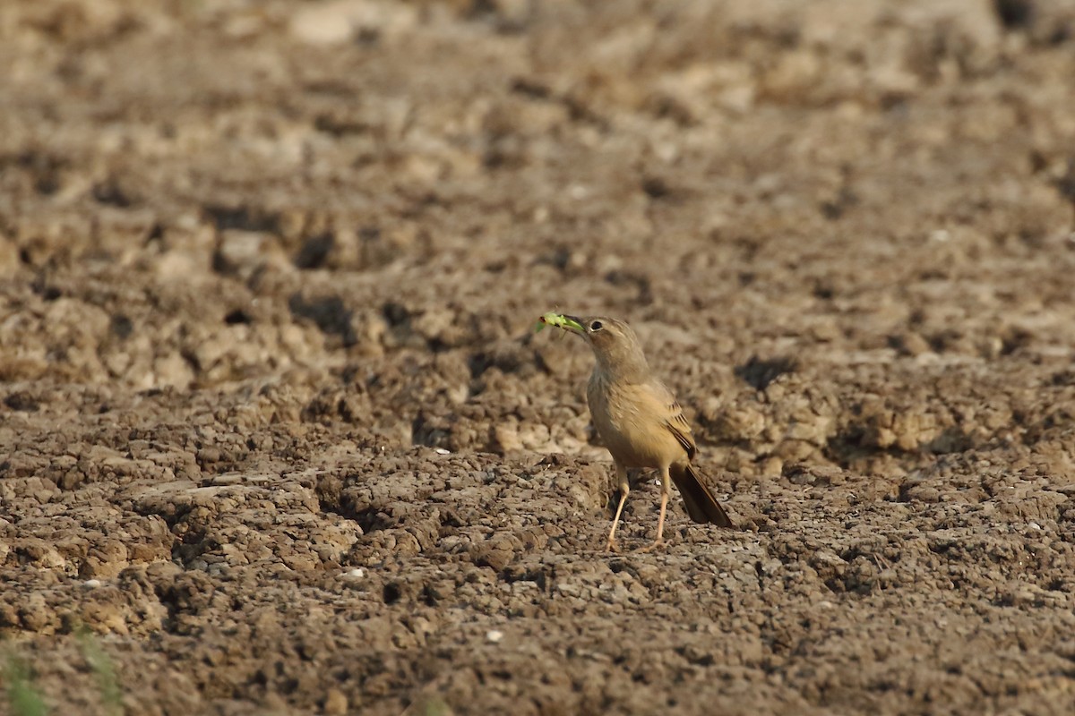 Long-billed Pipit - ML645539938