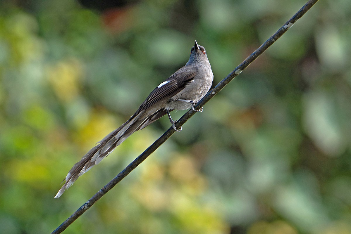 Long-tailed Sibia - ML645539939