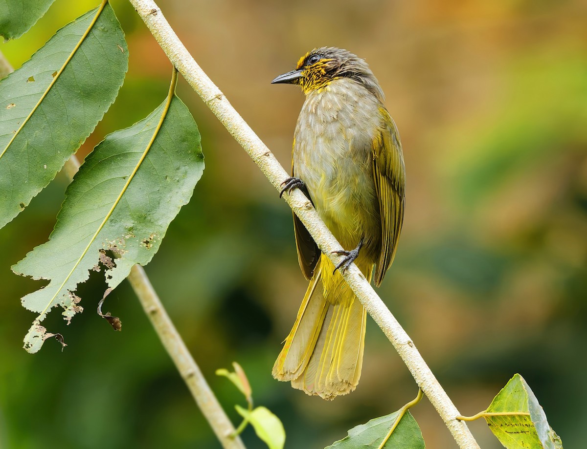Stripe-throated Bulbul - ML645539940