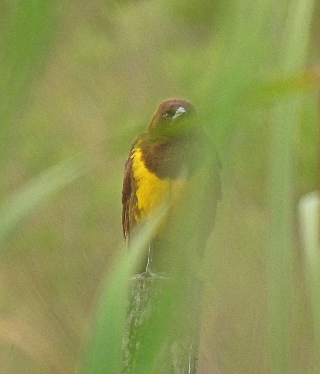 Brown-and-yellow Marshbird - ML645539941