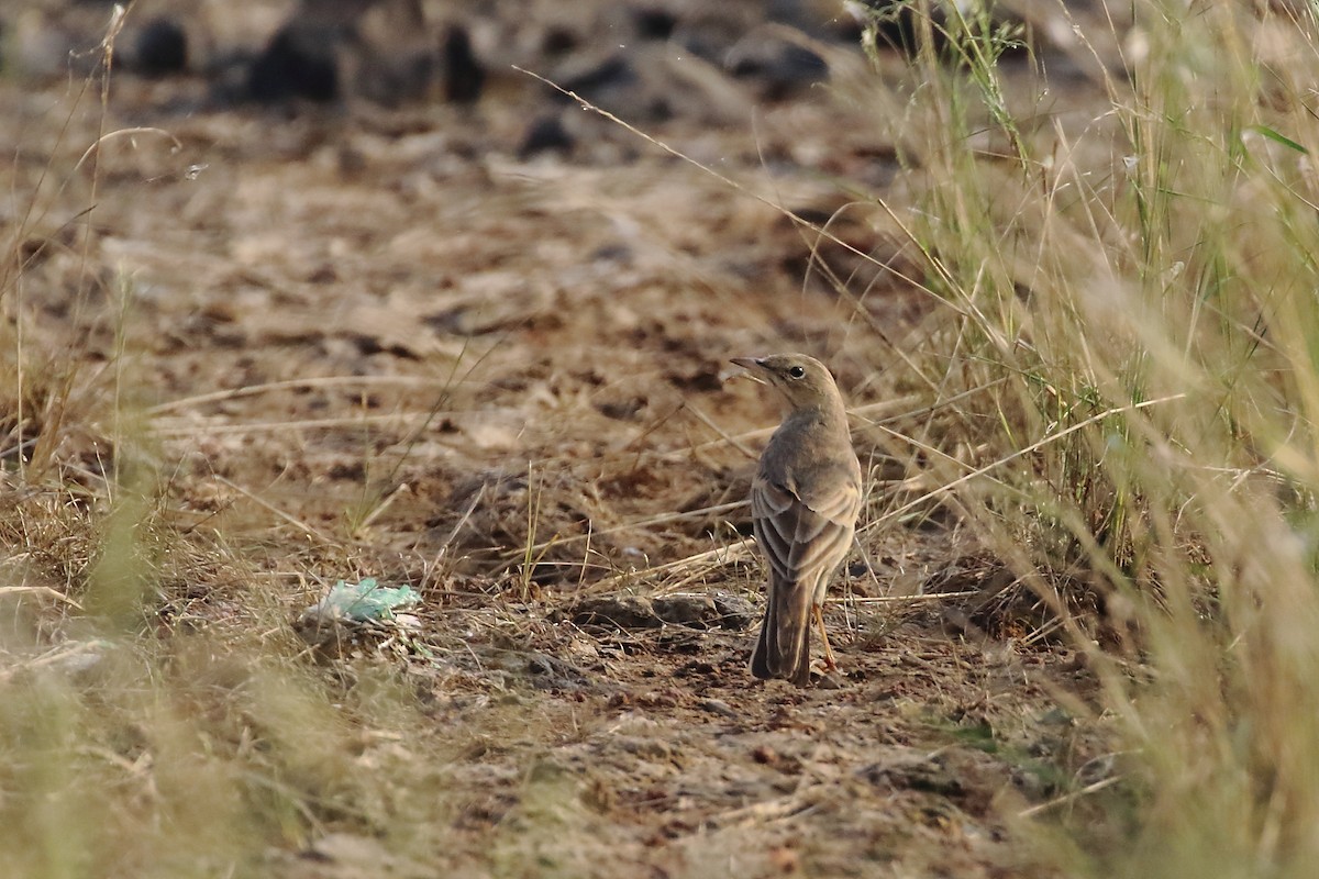 Long-billed Pipit - ML645539942