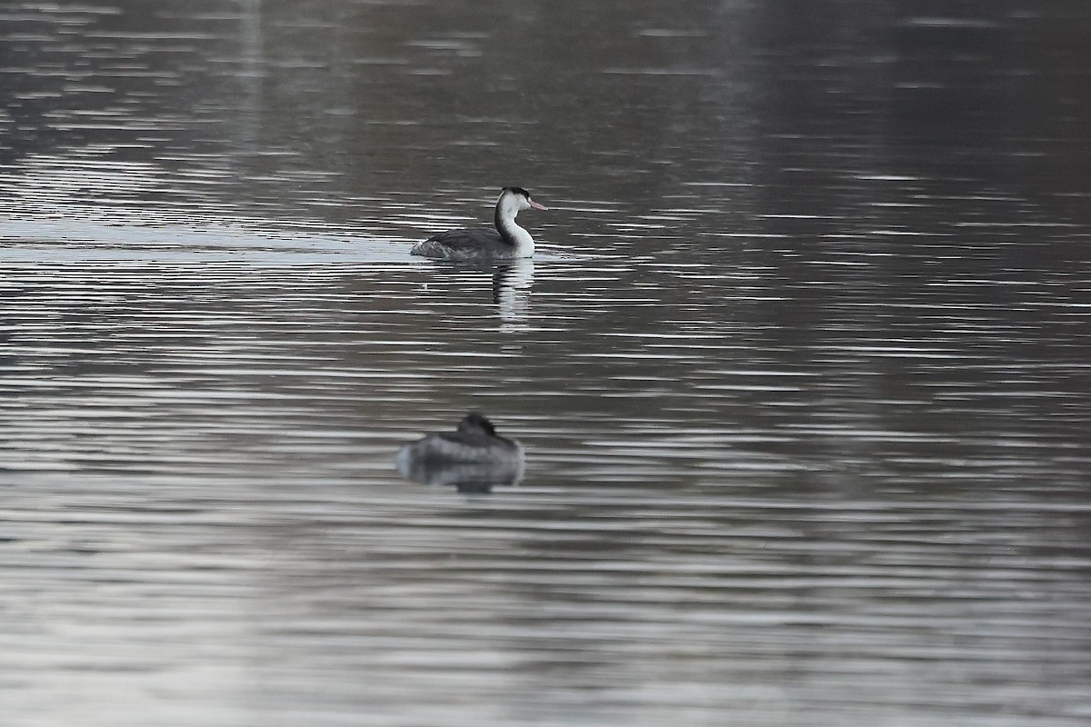 冠鸊鷉 - ML645539943