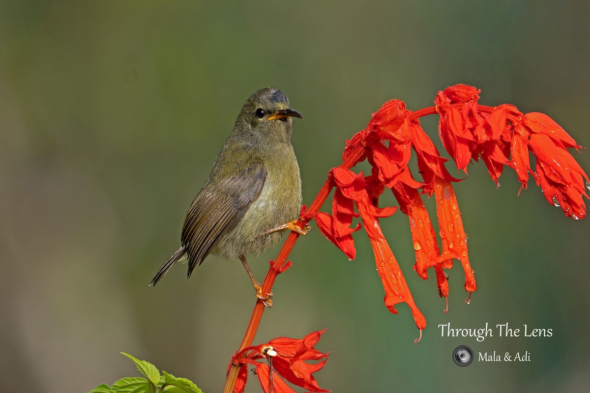 Black-throated Sunbird - ML645539944