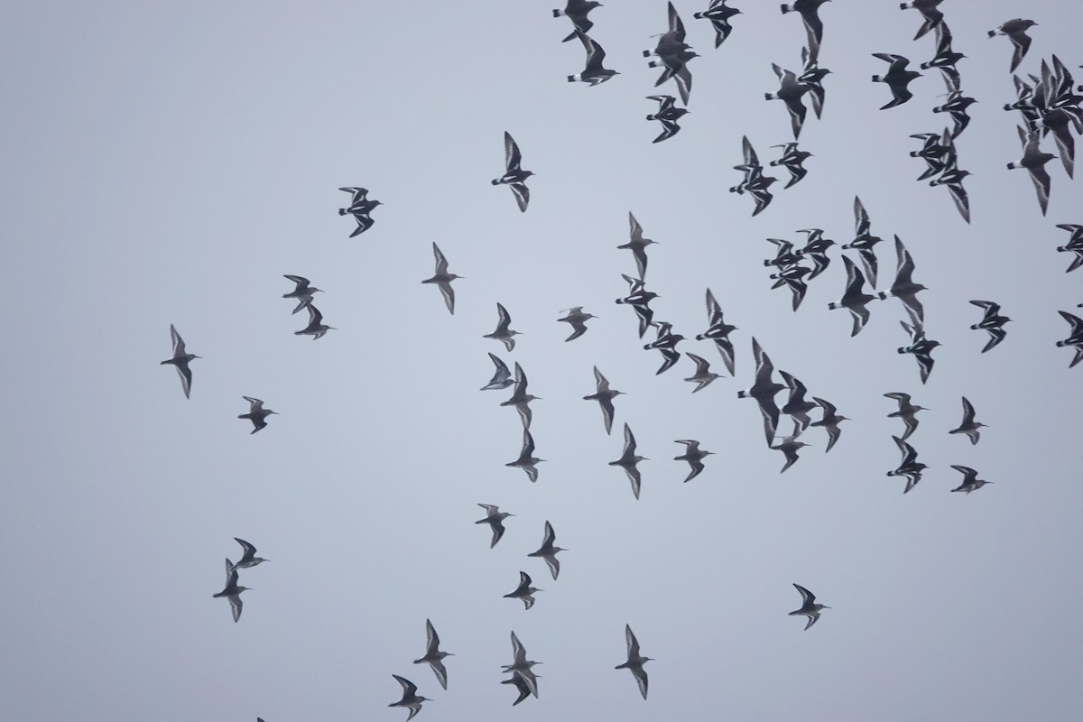 Dunlin - ML645539967