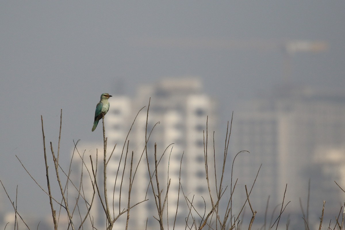 European Roller - ML645539977