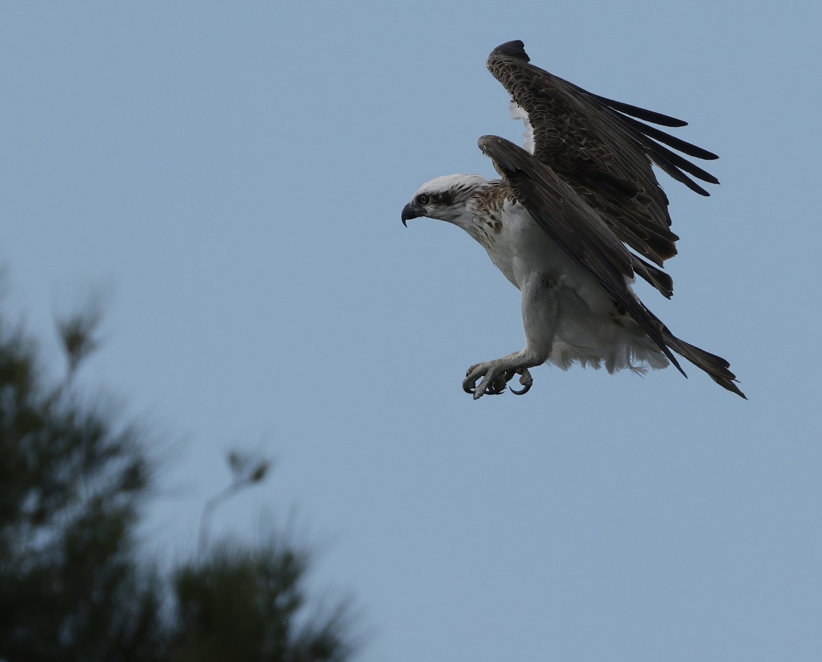 Osprey - ML645539979