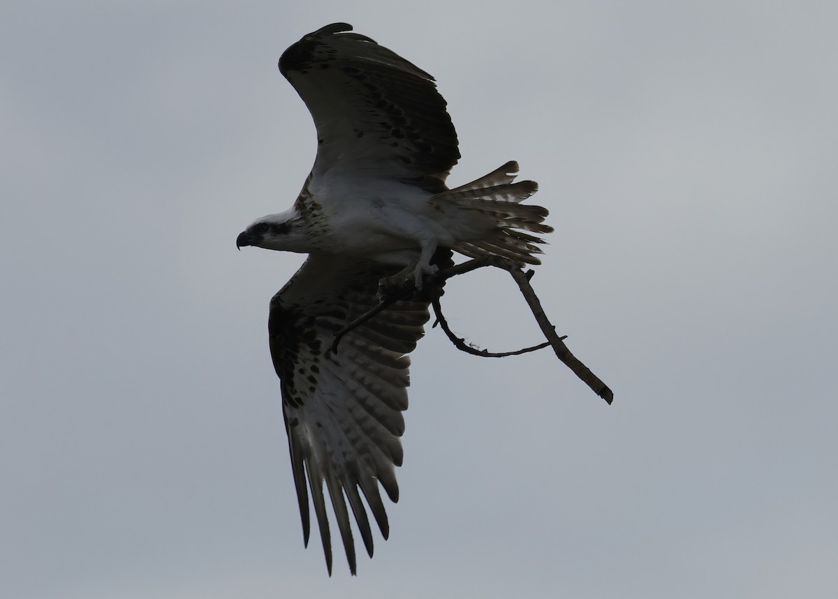 Osprey - ML645539980